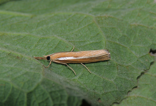 Agriphila selasella Crambidae